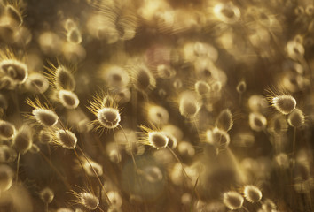 Lagurus ovatus / Lagure ovale / Queue de lièvre