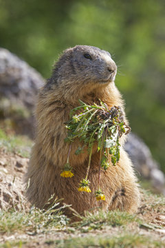Marmota marmota / Marmotte