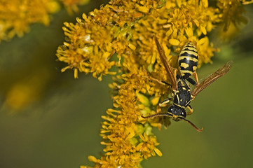 Polistes nimpha/ Poliste
