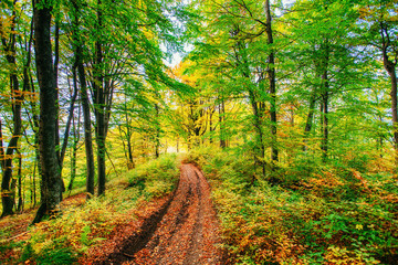 Forest Road in the autumn.  Landscape. 