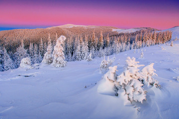 magical winter snow covered tree 