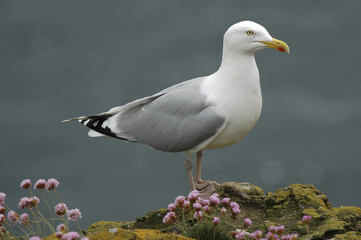 Larus argentatus / Goéland argenté