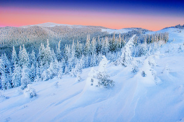 Fototapeta premium magical winter snow covered tree 