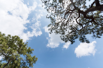 white cloudy and blue sky with pine tree