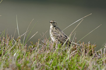 Anthus pratensis / Pipit farlouse