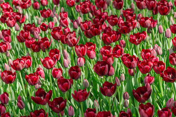 Fototapeta premium bunch of tulip flowers, flower natural carpet. deep red color.