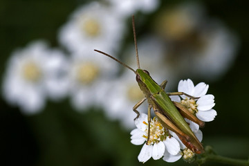 Stenobothrus lineatus / Criquet de la phalène