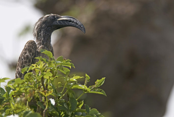 Tockus nasutus/ Calao à bec noir