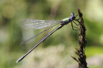 Lestes viridis / Leste vert / Mâle