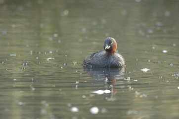 achybaptus ruficollis / Podiceps ruficollis / Grèbe castagneux