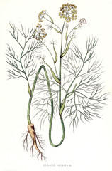 Illustration botanique / Foeniculum vulgare / Fenouil - obrazy, fototapety, plakaty