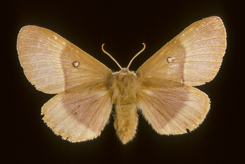 Lasiocampa quercus / Minime à bandes jaunes / Femelle