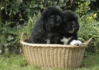 Chien / race Terre-Neuve