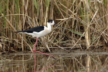 Himantopus himantopus / Echasse blanche