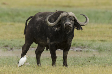 Syncerus caffer caffer / Bufle d'Afrique