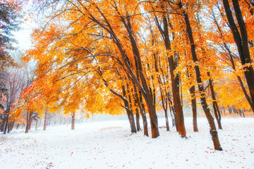 Sunlight breaks through the autumn leaves of the trees in the ea