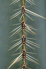 Stenocereus dumortieri