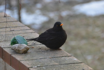 Amsel auf der Terrassenmauer
