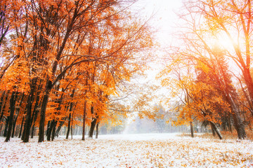 Sunlight breaks through the autumn leaves of the trees in the ea