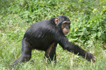 Pan troglodidytes / Chimpanzé