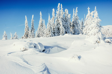 Fototapeta na wymiar winter landscape trees snowbound