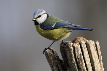Parus caeruleus / Cyanistes caeruleus / Mésange bleue