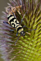 Chlorophorus varius / Clyte varié