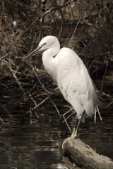 Egretta garzetta / Aigrette garzette