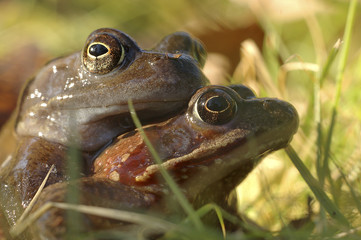 Rana temporaria / Grenouille rousse
