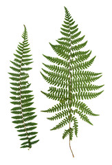 dry green pressed leaf of fern