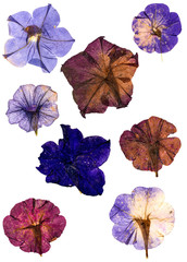 dried pressed colorful petunias isolated