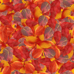 seamless background with bright multicolored leaves of  hawthorn