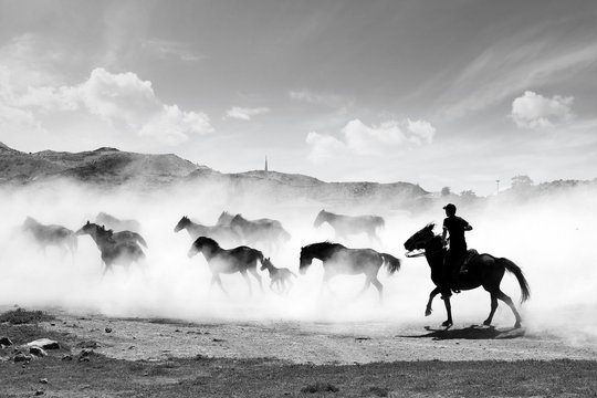  Galloping horses black and white. Horses and Boy. Horses running black and white