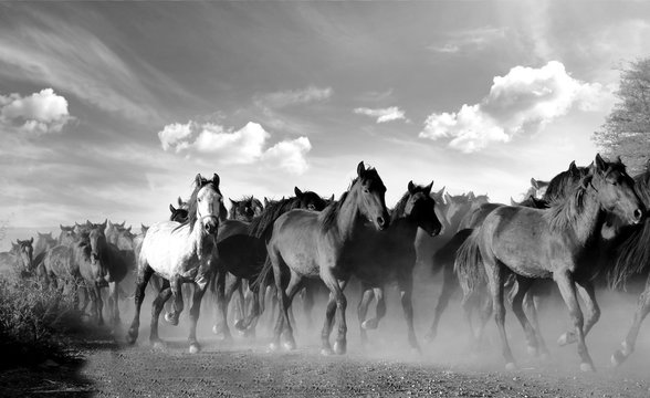 Galloping horses black and white. 
