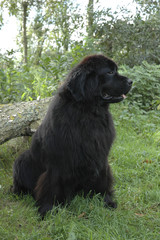 Chien / race Terre-Neuve