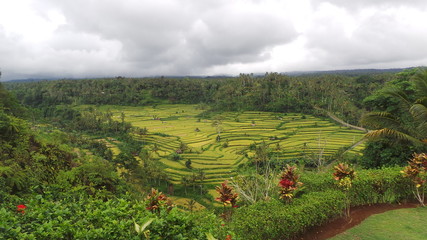 rizi&egrave;re balin&eacute;aise
