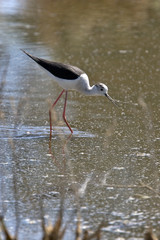Himantopus himantopus / Echasse blanche