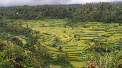 rizi&egrave;re balin&eacute;aise