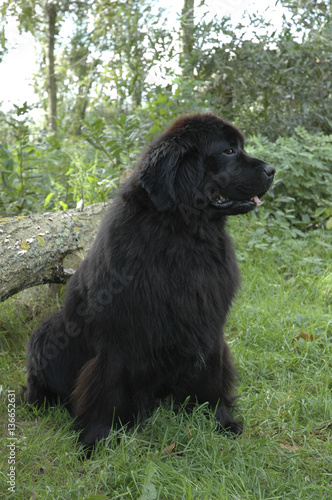 Chien Race Terre Neuve Stock Photo And Royalty Free