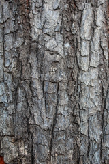 Obraz premium Close up of Black tree bark texture
