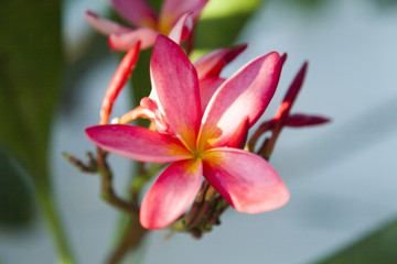 Fototapeta na wymiar Beautiful tropical flowers