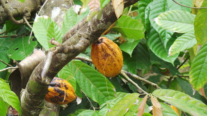 cosse de cacao