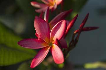 Fototapeta premium Beautiful tropical flowers