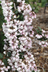 Deutzia scabra 'Plena' / Deutzia crenata 'Flore Pleno' / Deutzie