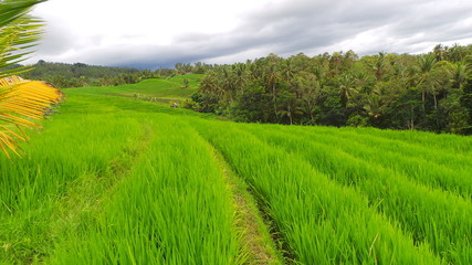 rizi&egrave;re balin&eacute;aise