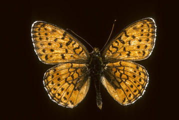 Brenthis hecate / Nacré de la filipendule