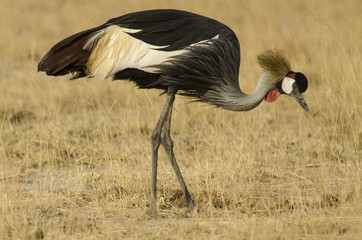 Balearica pavonina regulorum / Grue royale