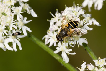 Eristalis pertinax / Eristale opiniâtre