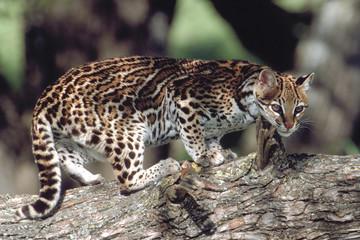 Leopardus pardalis / Ocelot - 136653446