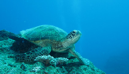 Giant turtle resting calmly on underwater reef
